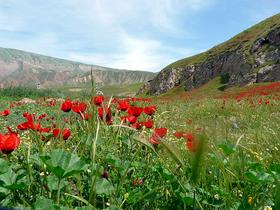 Makovo polje