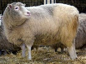 Ovca Dolly