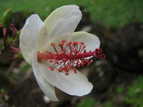 Hibiskusov cvet