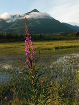 Nacionalni park Wrangell-St. Elias
