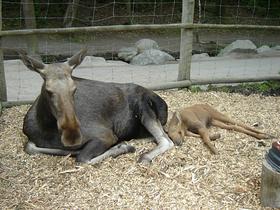 Mama in mladiček los