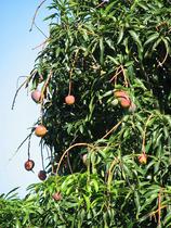 Mangovo drevo
