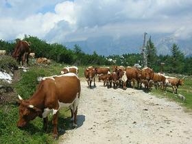 Velika planina