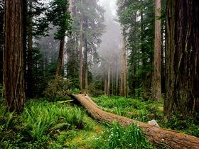 Redwood National Park