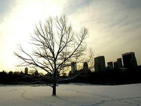 Zasneženi Sheep Meadow