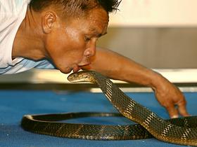Poljub kobre
