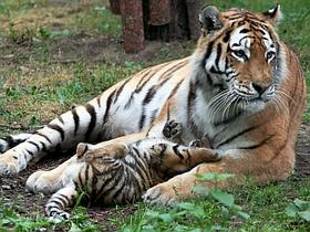 Sibirski tiger