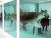 Damien Hirst: The Physical Impossibility of Death in the Mind of Someone Living (Fizična nezmožnost smrti v mislih živega bitja)