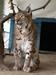 Ris (lynx lynx)