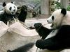 Pandi Čuang Čuang in Lin Hui
