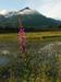 Nacionalni park Wrangell-St. Elias