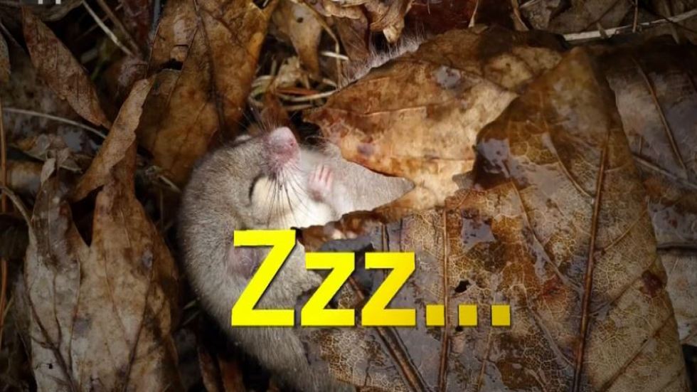 Infodrom - Zimsko spanje živali