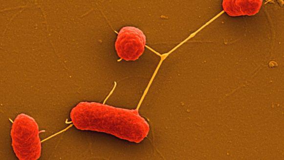 Oglej si podolgovato bakterijo Escherichia coli ali E. Coli, ki jo najdemo v črevesju sesalcev.