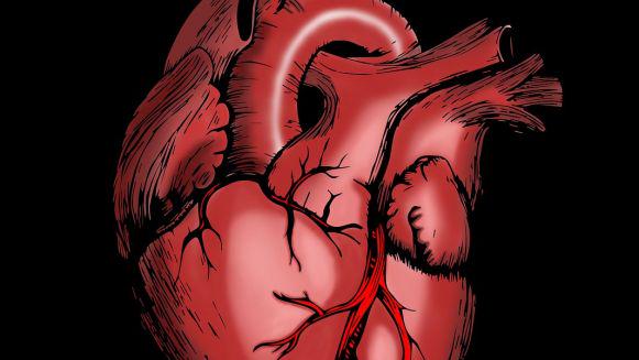 Srce je ritmično utripajoči organ obtočilnega sistema, ki poganja kri po telesu. Ritem za delovanje mu dajejo posebne živčne celice, ki po živčnih snopičih pošiljata vzburjenje ter tako povzročata enakomerno krčenje srčne mišice. 