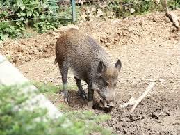 Furež