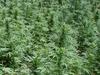 Marihuana