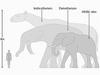 Največji na sliki, indrocotherium, je sorodnik konjev, deinotherium pa je član družine slonov. Foto: IMPPS