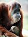 Orangutan