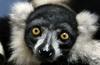 Lemur