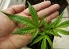 Kanabinoidi (THC) iz konoplje učinkovito lajšajo bolečine, blažijo simptome kemoterapije, spodbujajo apetit pri bolnikih z rakom in aidsom ter umirjajo mišične krče pri multipli sklerozi. Foto: Reuters