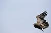 The golden eagle, Slovenia’s largest bird, was once widespread throughout the Alps, but it took a concerted conservation effort to ensure the species’ survival in the 21st century. Foto: Reuters