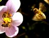 With this release the Statistical Office of the Republic of Slovenia joins the initiative to proclaim 20 May at the World Bee Day. The initiative was presented in the United Nations and in Brussels. It is expected that the day will be proclaimed in Autumn this year and celebrated for the first time on 20 May 2018. Foto: BoBo