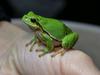 A large area of marshlands to the south of the city is an ideal breeding ground for frogs. Foto: Žverca