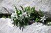 Giovanni Antonio Scopoli je leta 1760 izdal knjigo Flora carniolica, prvo znanstveno delo o naravi v Sloveniji, v kateri je opisal okoli 1.100 rastlinskih vrst s severozahodnega dela Slovenije. Foto: BoBo