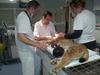 Zoojo so operirali v četrtek, do petka se je njeno stanje izboljšalo, ponoči pa spet poslabšalo. Nato je poginila. Foto: ZOO Ljubljana