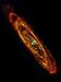 Andromeda