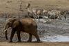 Narodni park Serengeti je eden najbolj znanih v Afriki in brez njega obisk Tanzanije ni popoln. Safari ni ravno najcenejši, a je vsekakor vreden vsakega evra. Foto: EPA