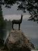 Its name was even used for the title of the first Slovenian feature film and today, the name “Zlatorog” is common in Slovenia, appearing in the names of hotels, campgrounds, and even a popular brand of beer. Foto: MMC RTV SLO