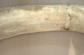 La costola di una balena, proprietà del museo di Scienze naturali già da cento anni.