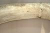 La costola di una balena, proprietà del museo di Scienze naturali già da cento anni.