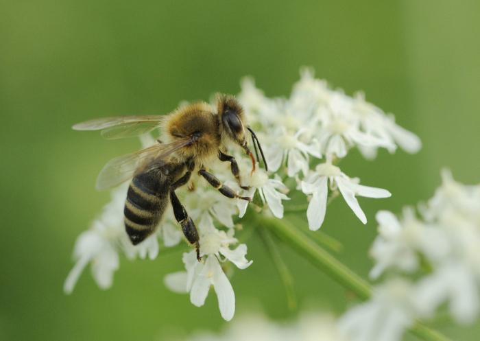 Na čebelarski zvezi poudarjajo, da imajo do uporabe antibiotikov ničelno toleranco. Foto: BoBo Na čebelarski zvezi poudarjajo, da imajo do uporabe antibiotikov ničelno toleranco. Foto: BoBo