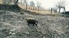 Cigojeve mangalice se skupaj z enim krškopoljskim prašičem prosto pasejo na zemlji nad domačijo. Foto: MMC RTV SLO/Kaja Sajovic