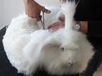 Angora zajec, volna