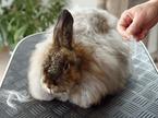 Angora zajec, volna