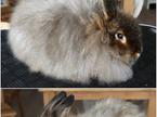 Angora zajec, volna
