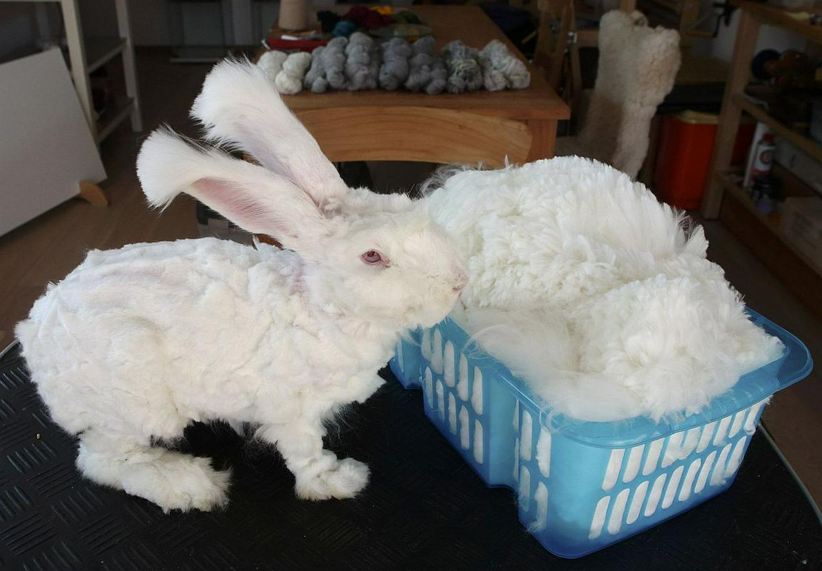 Angora zajec, volna