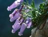 Slovenia’s high-altitude terrain, which seems inhospitable to life at first glance, is home to a spectacular blue flower. Foto: http://www.pms-lj.si/