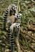 Lemurji