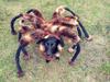 Mutant Giant Spider Dog