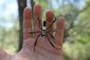 Nephila komaci