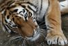 Sibirski tiger. Fotografija je simbolična. Foto: Reuters