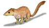 Purgatorius unio