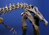 Dinozavri kot celota sicer pred 65 milijoni let niso izumrli. Preživele so denimo ptice, ki izvirajo neposredno iz njih. Foto: Reuters