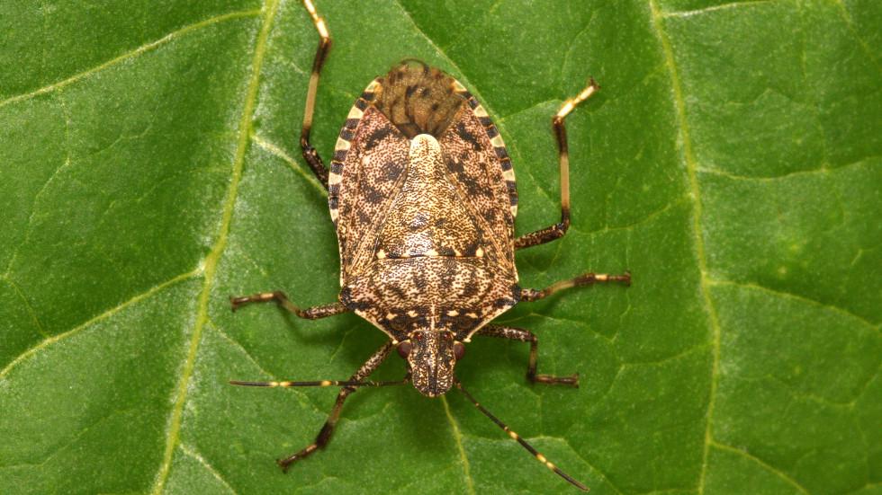 Wikipedia|Odrasla marmorirana smrdljivka (Halyomorpha halys).