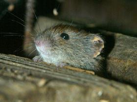 Record number of HFRS cases this year