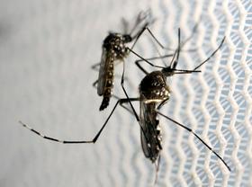 Komarji bi lahko virus Zahodnega Nila prenašali tudi pri nas